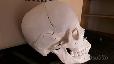 Cranio teschio resina