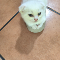 Meravigliosi gattini