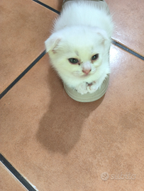 Meravigliosi gattini