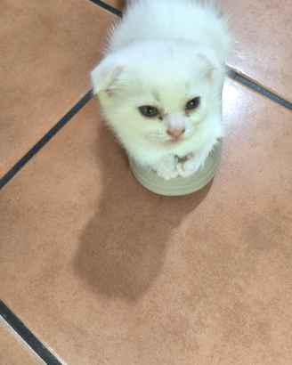 Meravigliosi gattini