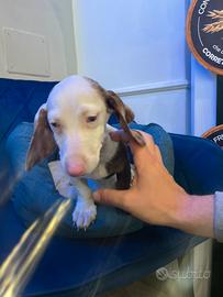 Bassotto kaninchen Arlecchino