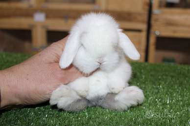 Coniglio nano minilop e ariete nano