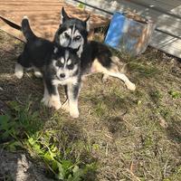 cuccioli di husky 