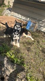 cuccioli di husky 