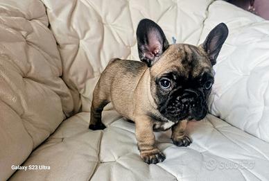 Cuccioli di Bulldog Bouledogue Francese