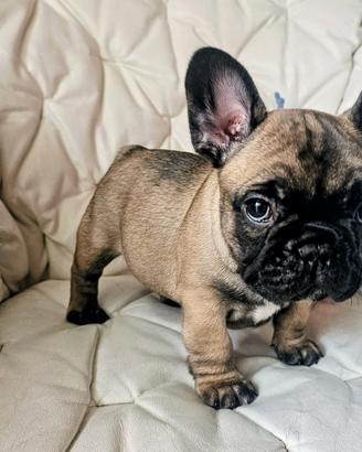 Cuccioli di Bulldog Bouledogue Francese