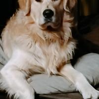 Golden retriever per accoppiamento