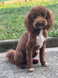 Barboncino nano Red Particolor