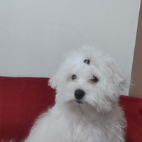 Maltese maschio per accoppiamento