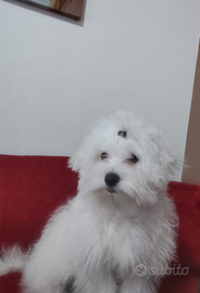 Maltese maschio per accoppiamento