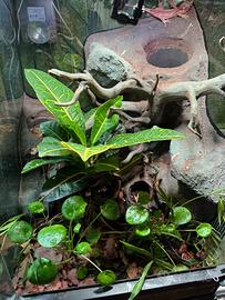 Terrario con geco auriculatus