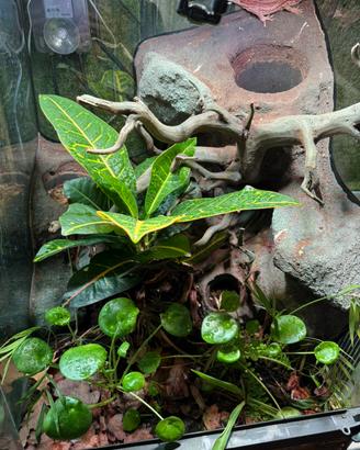 Terrario con geco auriculatus