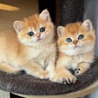 Gattini British Shorthair. Scottish straight