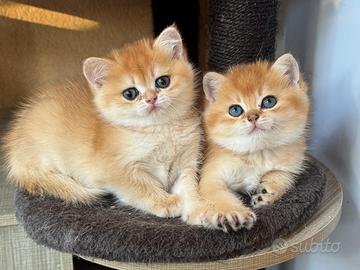 Gattini British Shorthair. Scottish straight