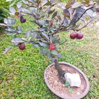 BONSAI PRUNUS PISSARDII
