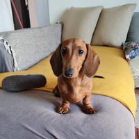 Bassotti a pelo corto