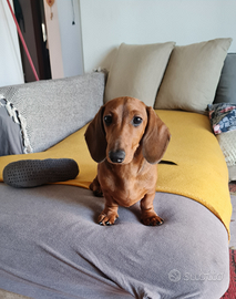 Bassotti a pelo corto