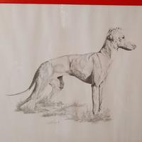 Dipinto a matita  " piccolo levriero italiano "