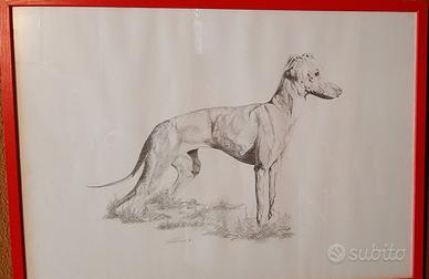 Dipinto a matita  " piccolo levriero italiano "