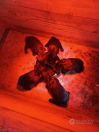 Cuccioli di Cocker neri