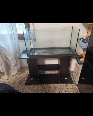 Acquario pesci 