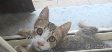Regalasi gattini