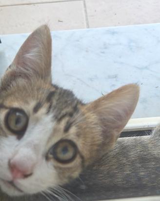 Regalasi gattini