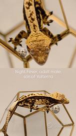 C. ciliatus 5 adulti di geco crestato