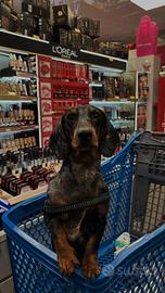 Bassotto per monta arlecchino 6kg