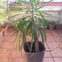 yucca  altezza 1.50 ca.