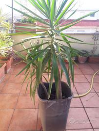 yucca  altezza 1.50 ca.