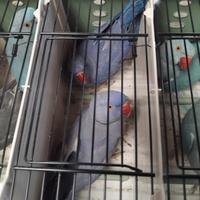 Parrochetto collare viola 2024