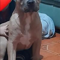 American bully