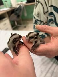 Petauri dello zucchero