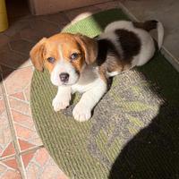 Jack Russell