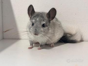 Cucciolo di cincilla'