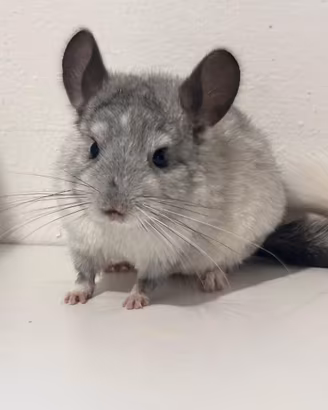 Cucciolo di cincilla'