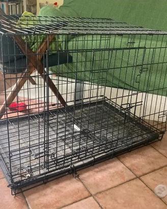 Kennel