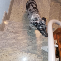 Incrocio border collie/weimaraner