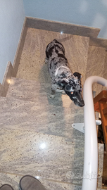 Incrocio border collie/weimaraner