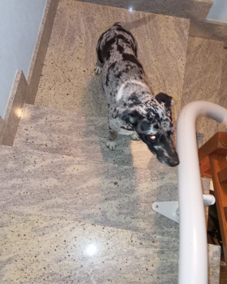 Incrocio border collie/weimaraner
