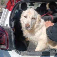 Adozione gratuita Nebbia