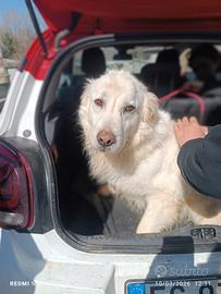 Adozione gratuita Nebbia