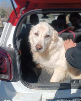 Adozione gratuita Nebbia