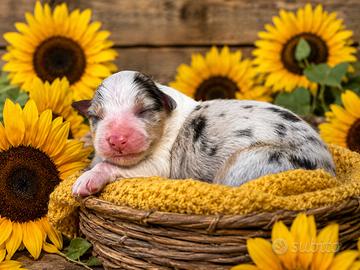 Cuccioli Australian Shepherd