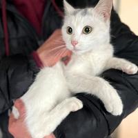 Priscilla gattina europea