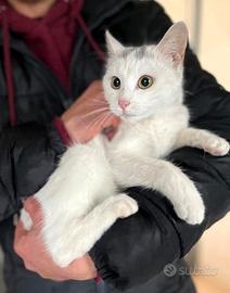 Priscilla gattina europea