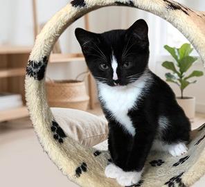 British shorthair bianco e nero