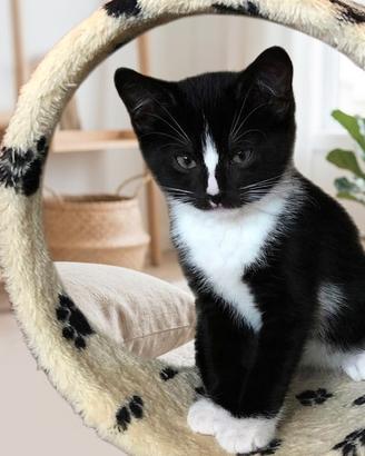 British shorthair bianco e nero