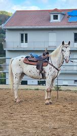 Cavallo
